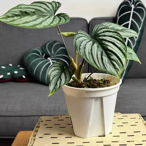 philodendron mamei price Philodendron mamei For Sale|My Home Nature