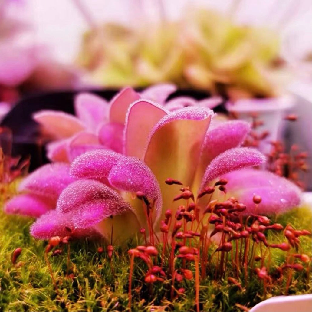 Pinguicula gypsicola x Pinguicula agnata