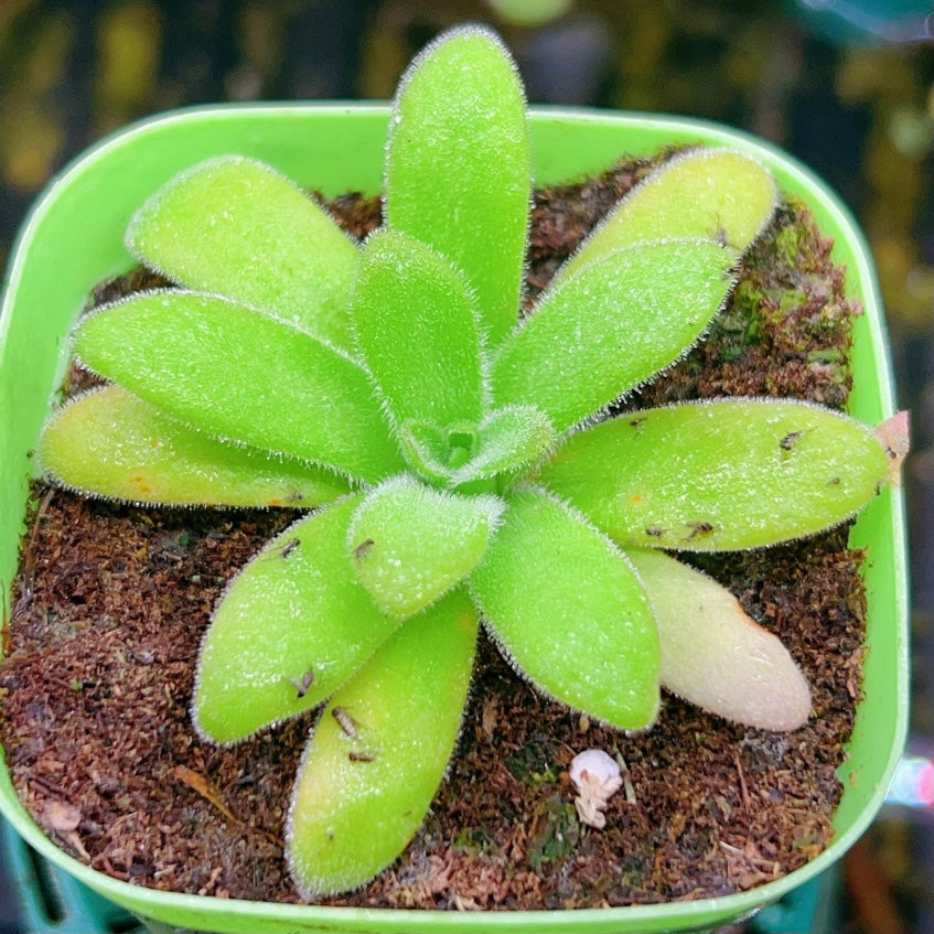 Pinguicula gypsicola x Pinguicula agnata