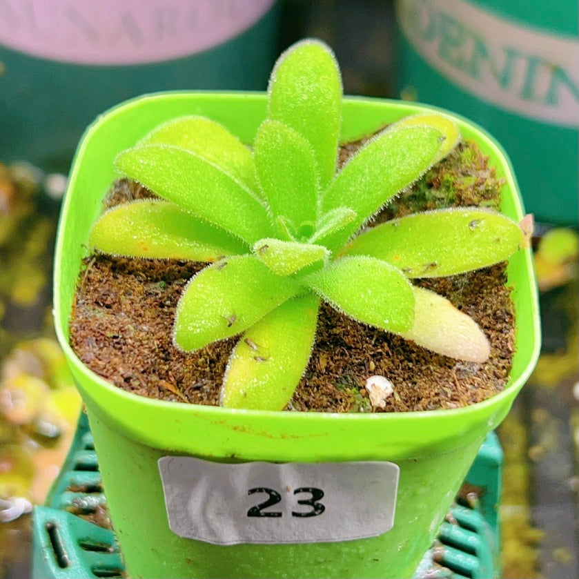 Pinguicula gypsicola x Pinguicula agnata