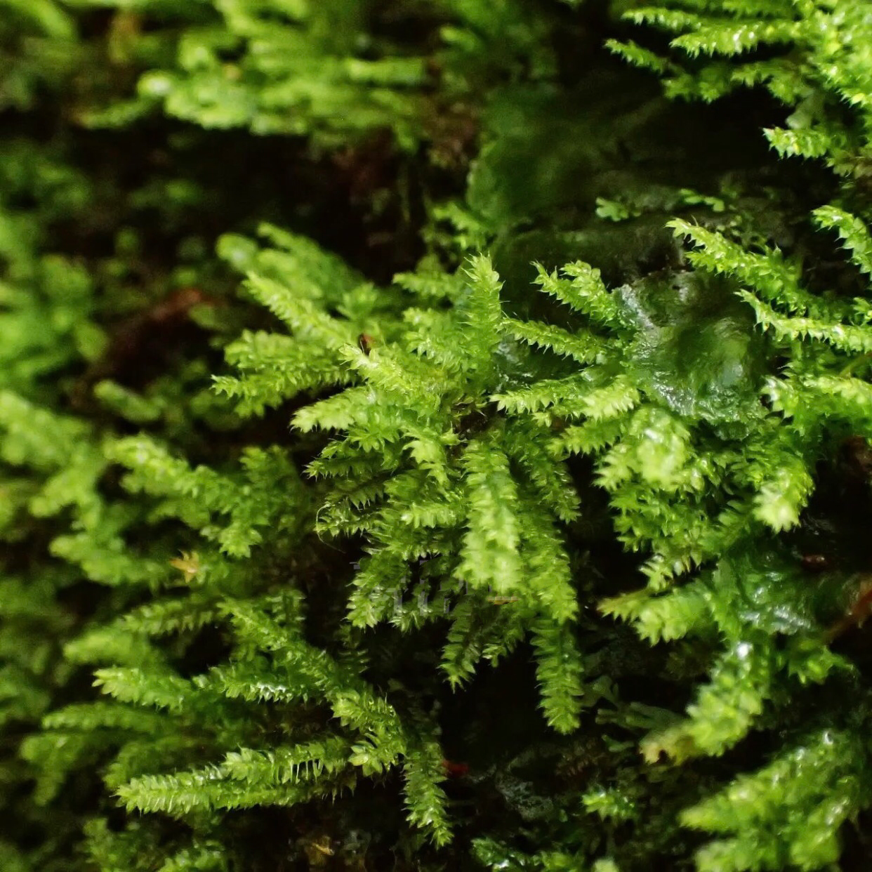 Racopilum cuspidigerum