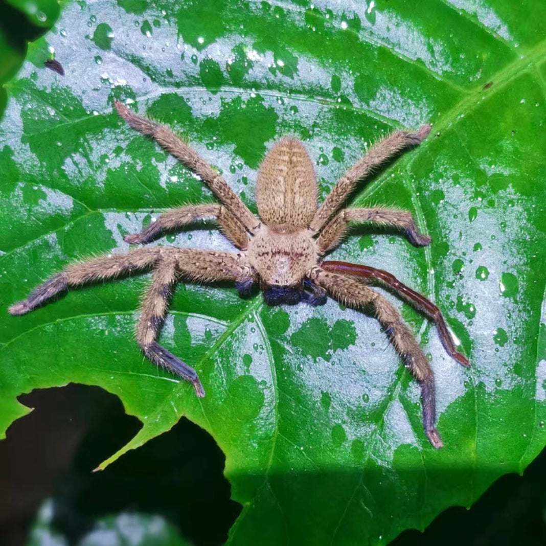 Rhitymna verruca
