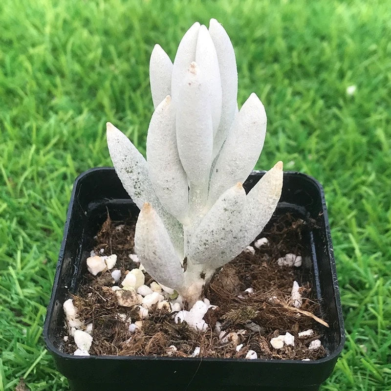 Senecio haworthii