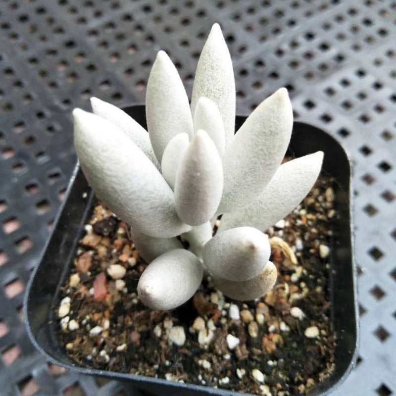 white senecio succulent Senecio haworthii For Sale|My Home Nature
