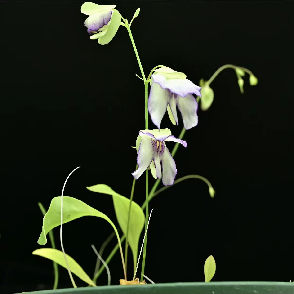 Utricularia asplundii