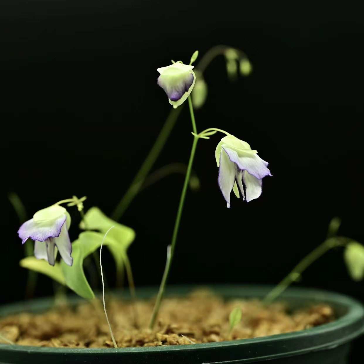 Utricularia asplundii