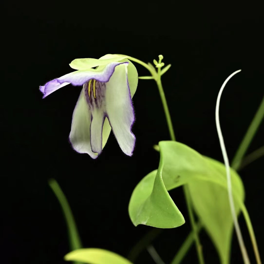 Utricularia asplundii
