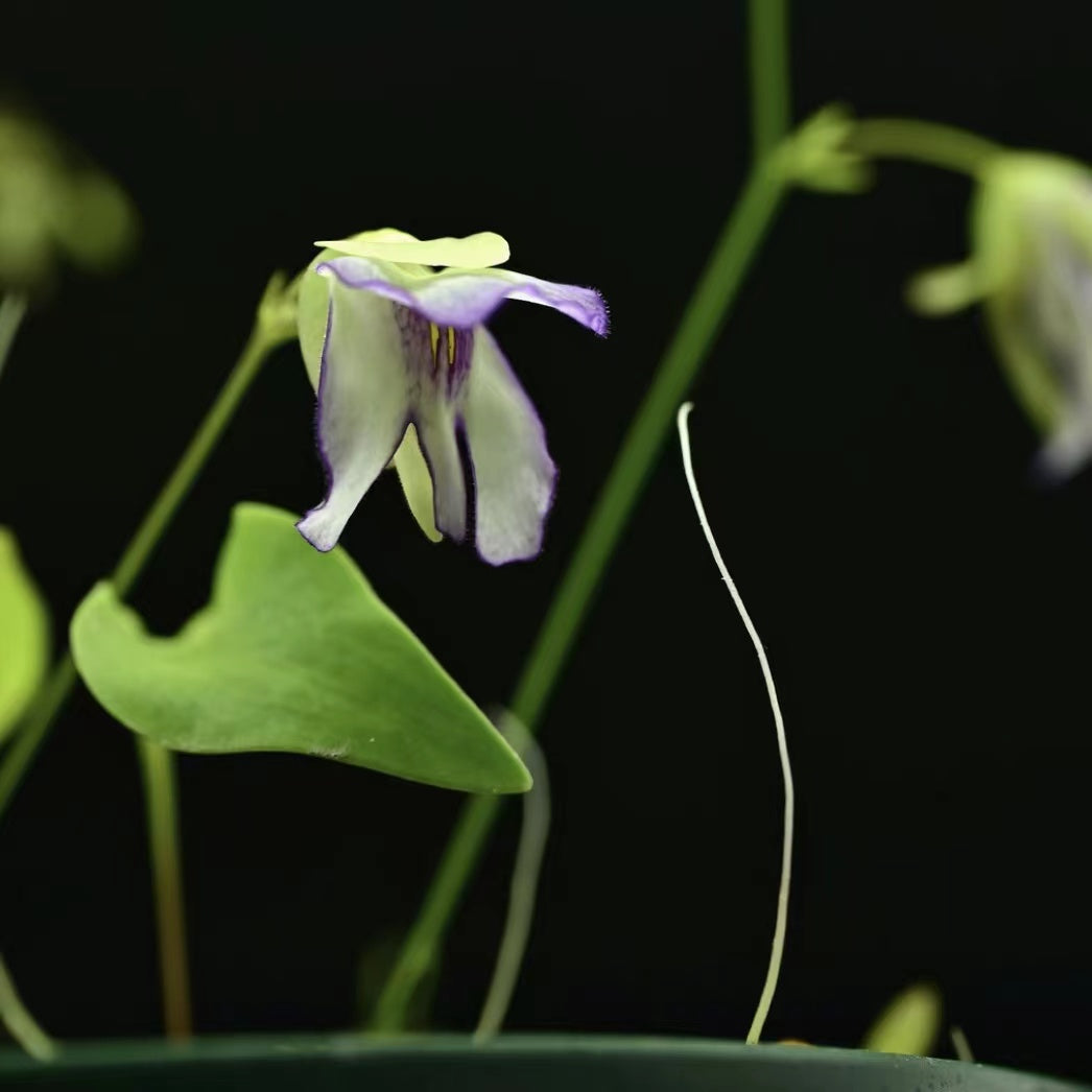 Utricularia asplundii