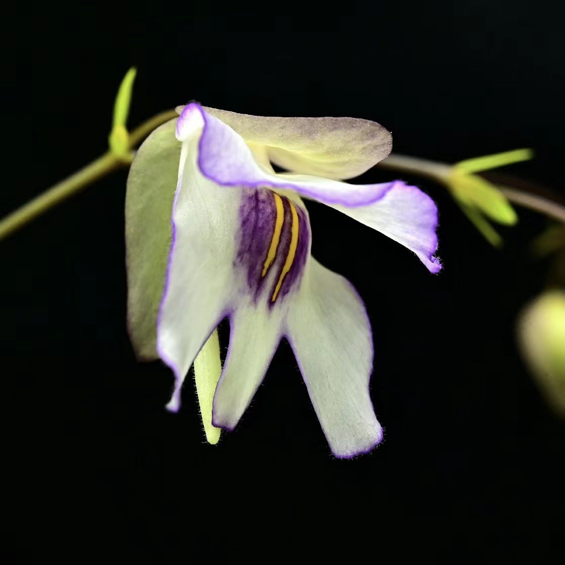 Utricularia asplundii