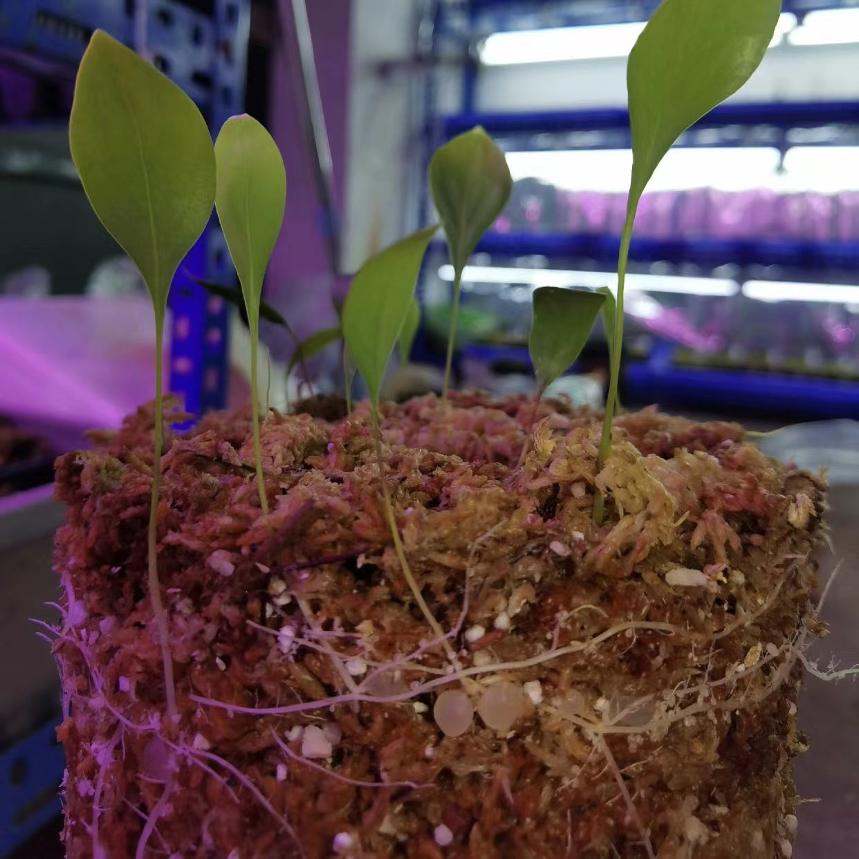 Utricularia asplundii
