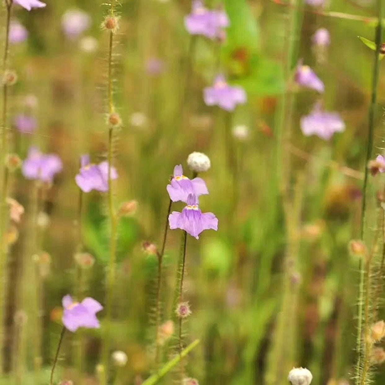 Utricularia hirta