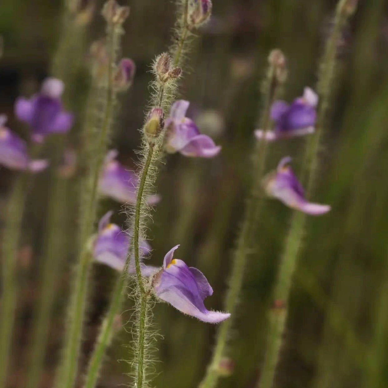 Utricularia hirta