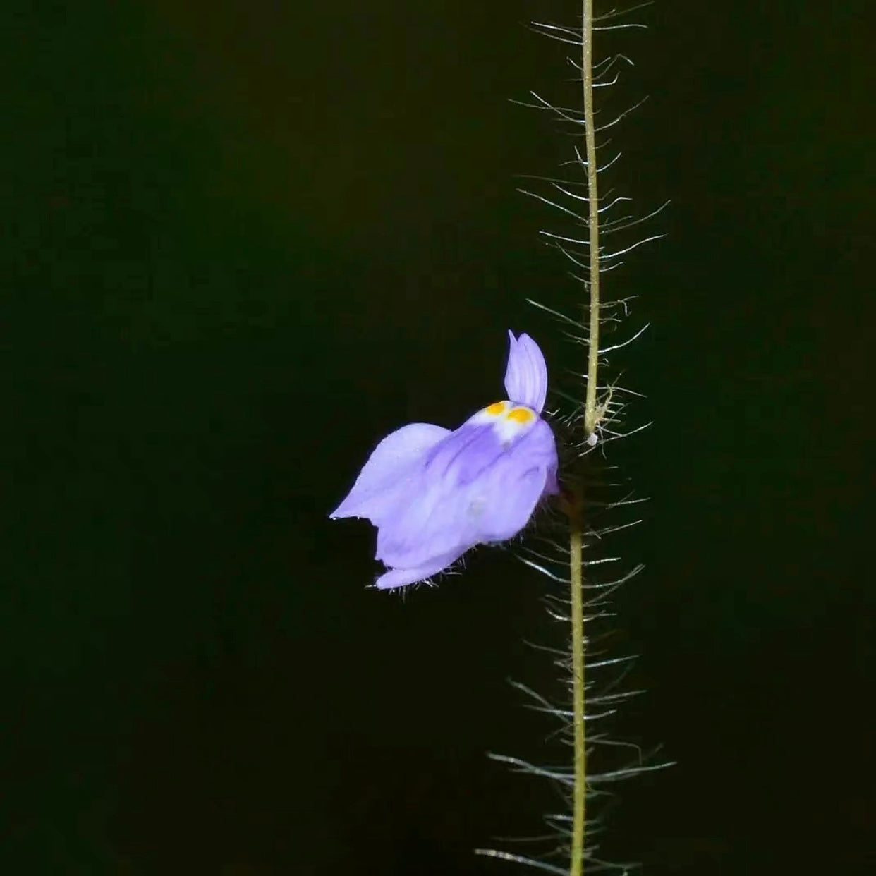 Utricularia hirta