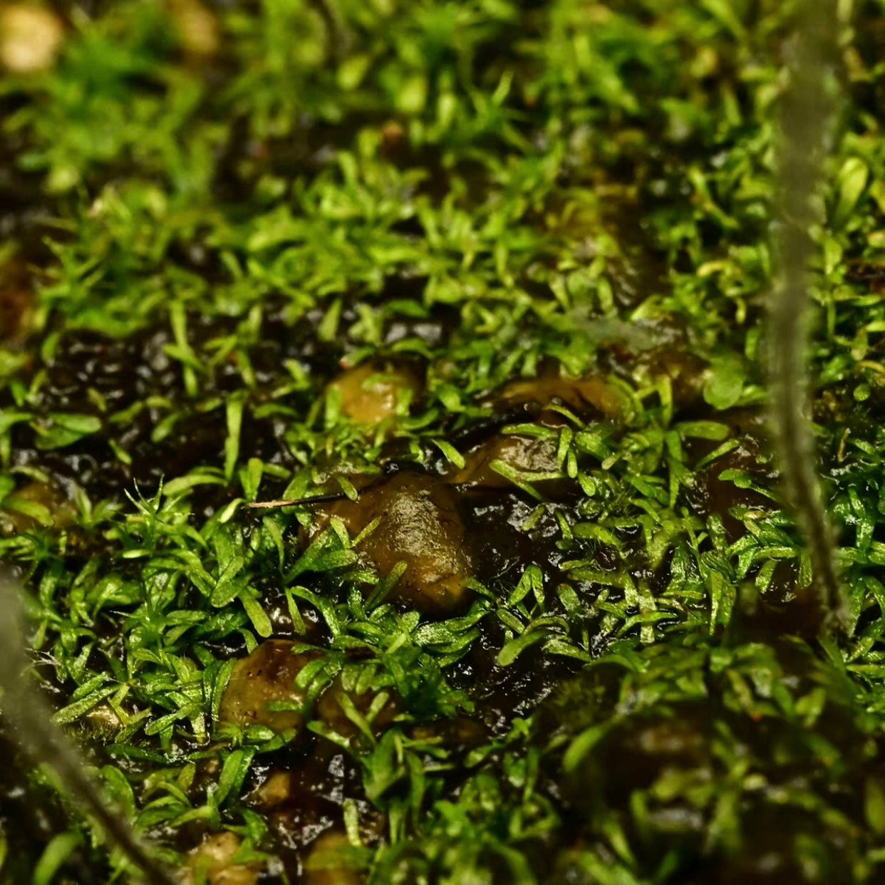Utricularia hirta
