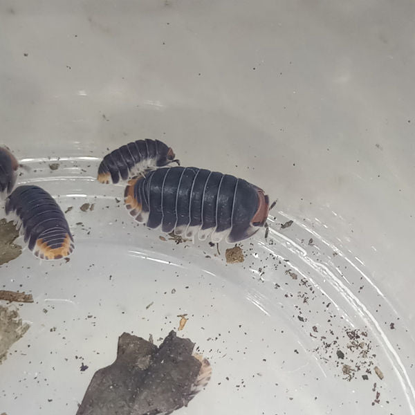 Cubaris sp. 'Pakchong' Isopods