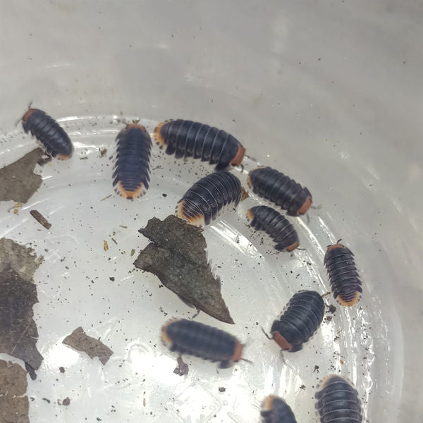 Cubaris sp. 'Pakchong' Isopods