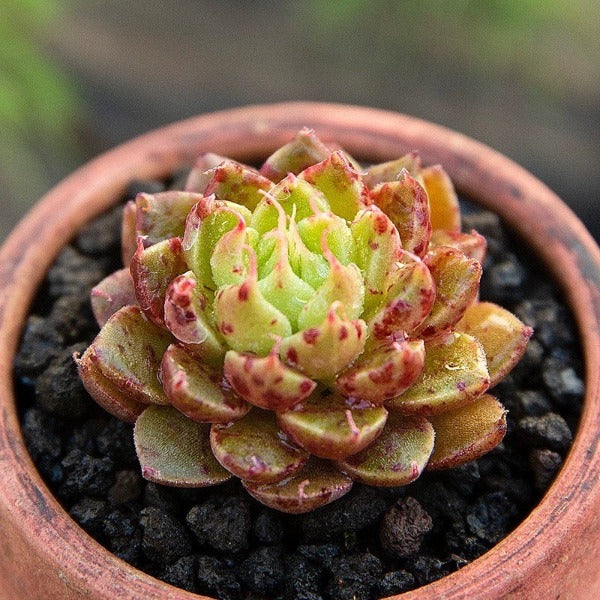 Echeveria sp.