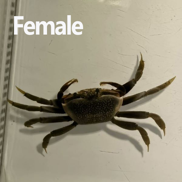 Bowed Fiddler Crab (Uca sp.)