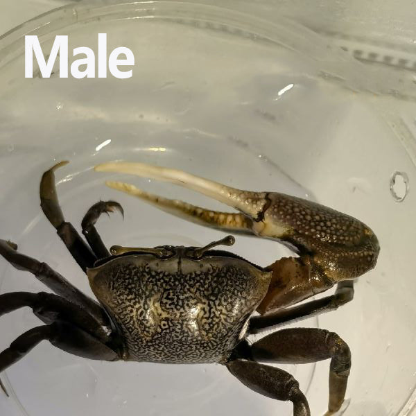Bowed Fiddler Crab (Uca sp.)