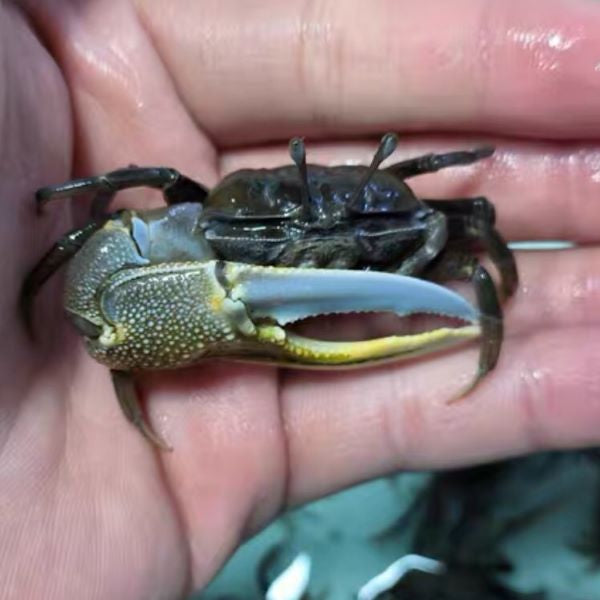 Bowed Fiddler Crab (Uca sp.)