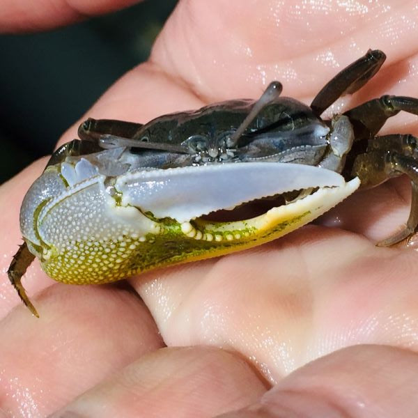 Bowed Fiddler Crab (Uca sp.)