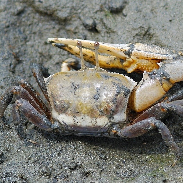 Bowed Fiddler Crab (Uca sp.)