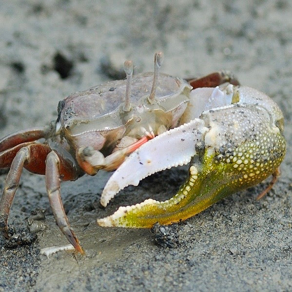 Bowed Fiddler Crab (Uca sp.)