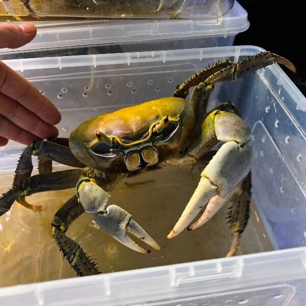 Land Crab 'Normal' ( Cardisoma guanhumi )