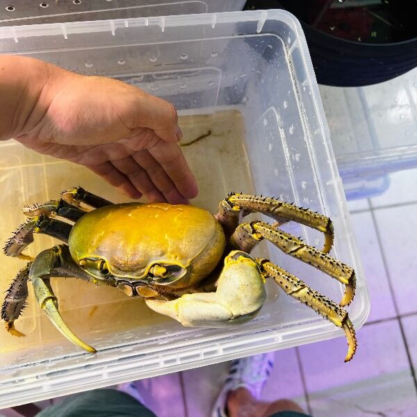 Land Crab 'Normal' ( Cardisoma guanhumi )
