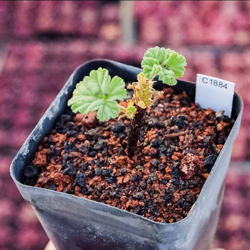 Pelargonium dolomiticum