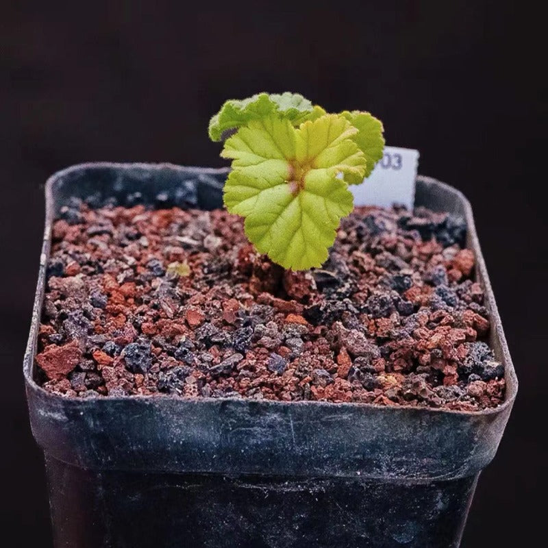 Pelargonium dolomiticum