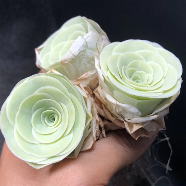 greenovia rose succulent for sale Green Rose Mountain (Greenovia diplocycla var.gigantea) for sale – My Home Nature
