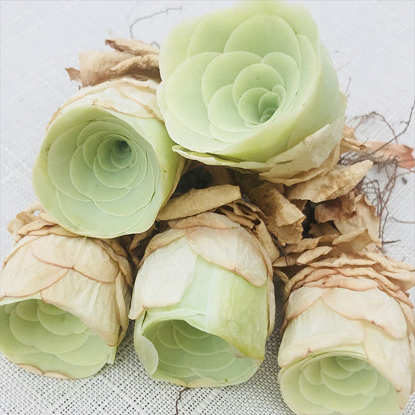 Green Rose Mountain (Greenovia diplocycla var.gigantea)