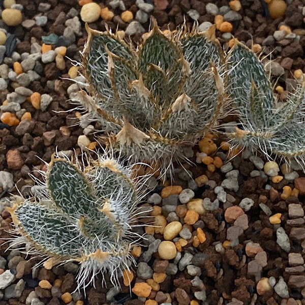 Gethyllis setosa