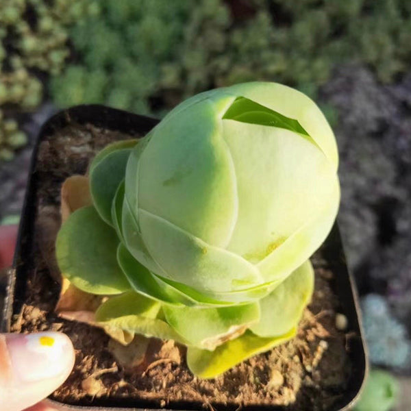 Green Rose Mountain (Greenovia diplocycla var.gigantea)