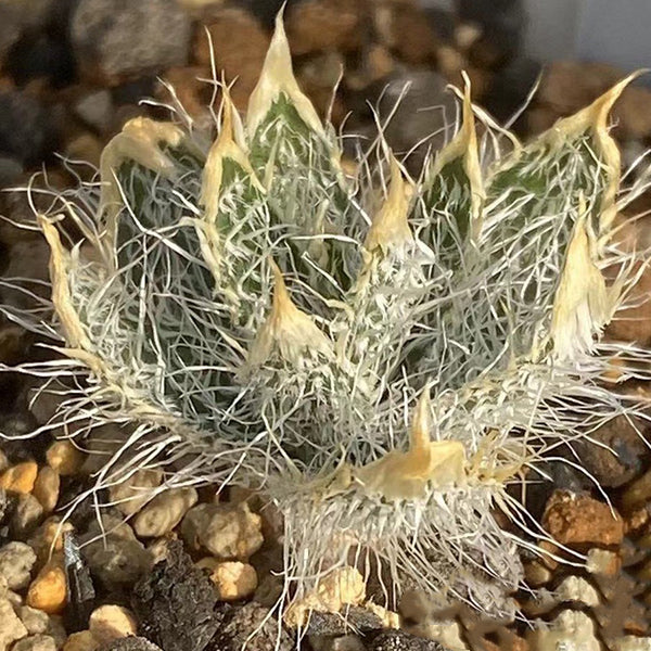 Gethyllis setosa