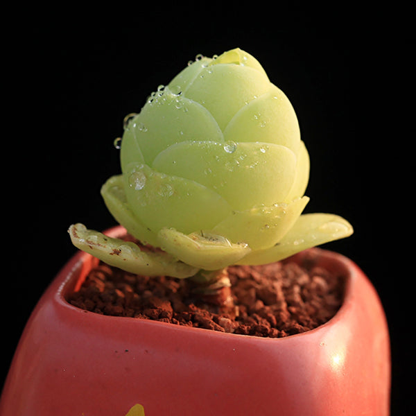 Green Rose Mountain (Greenovia diplocycla var.gigantea)