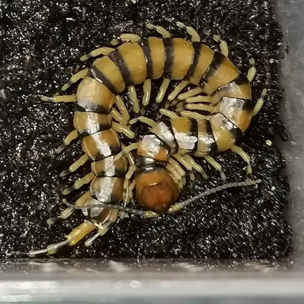 Scolopendra mazbii