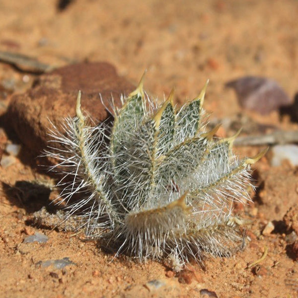 Gethyllis setosa