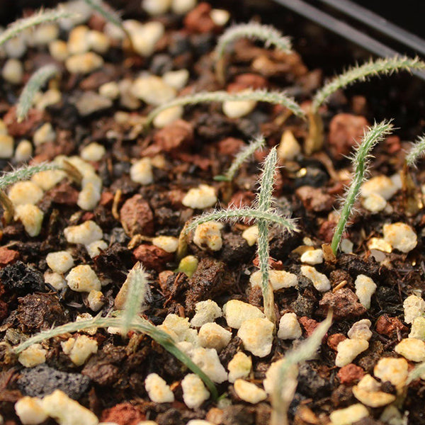 Gethyllis setosa