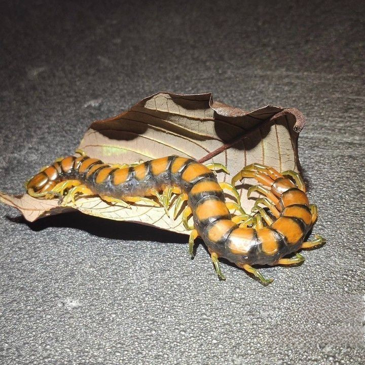 Scolopendra subspinipes cingulatoides centipede