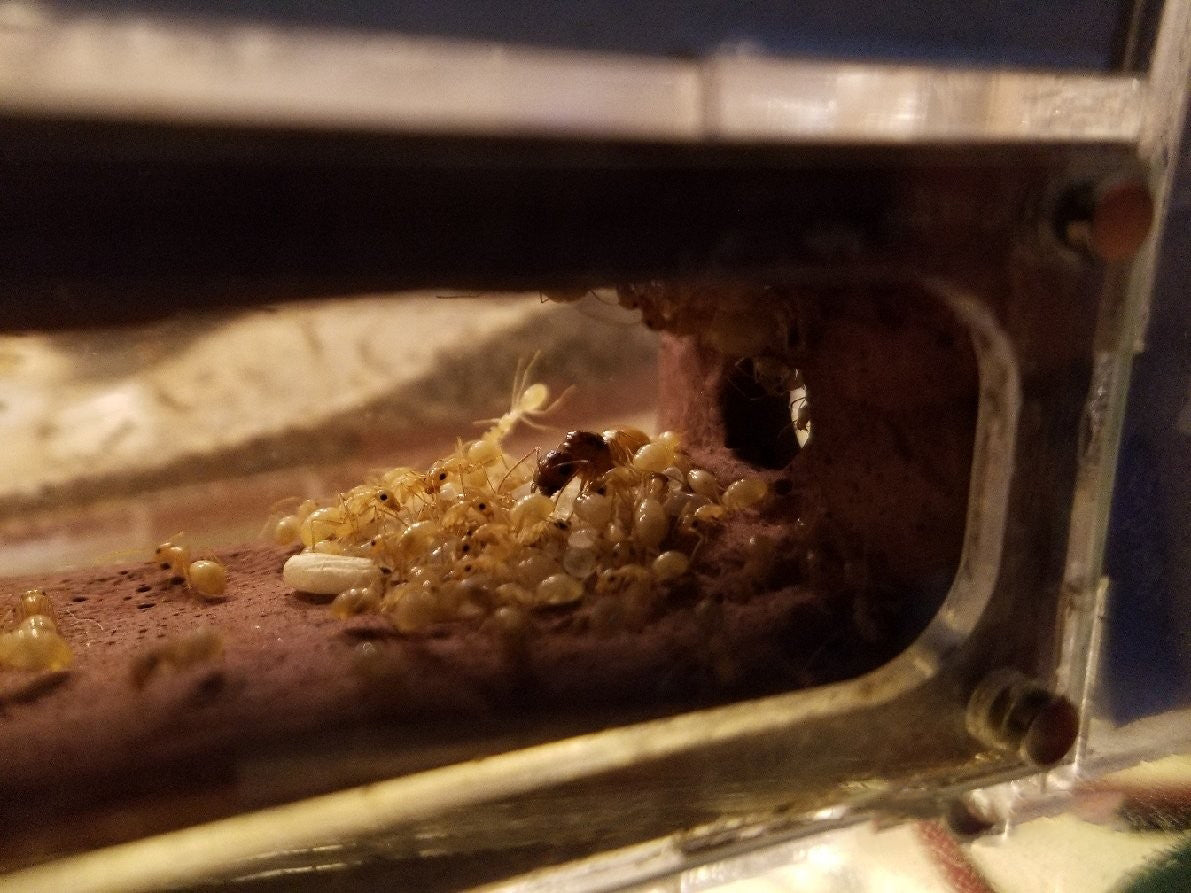 Acrylic Ant Tube Nests “Basement” (Audiophile Series)