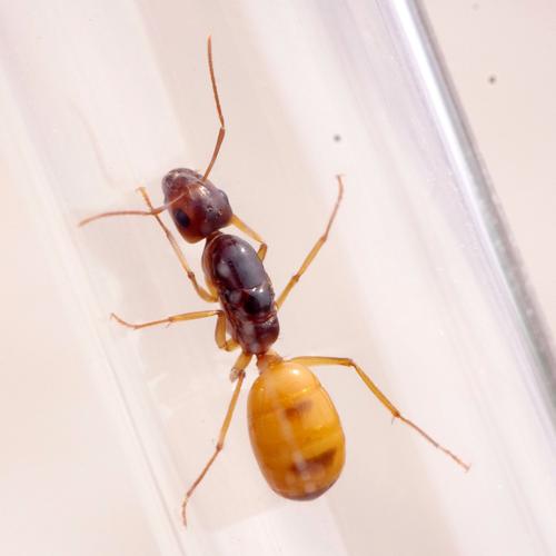 Ant colony camponotus turcestanus