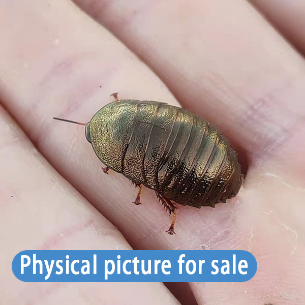 Asian Emerald Roach (Pseudoglomeris beybienkoi)