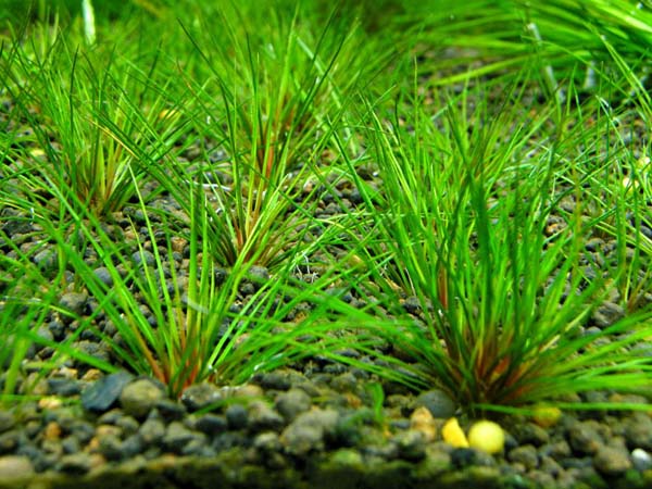 Blood vomit ( Centrolepis sp )