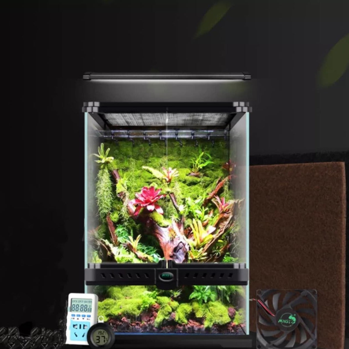 black jungle terrarium plants Rainforest Terrarium Kit