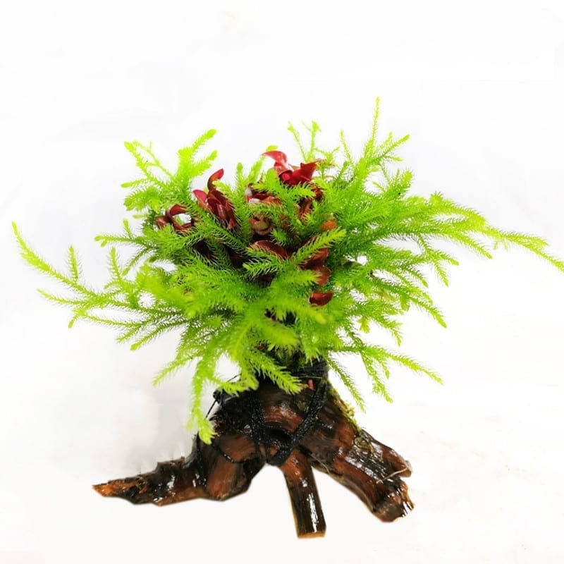 Alternanthera Bettzickiana Red & Riccia Fluitans on Driftwood