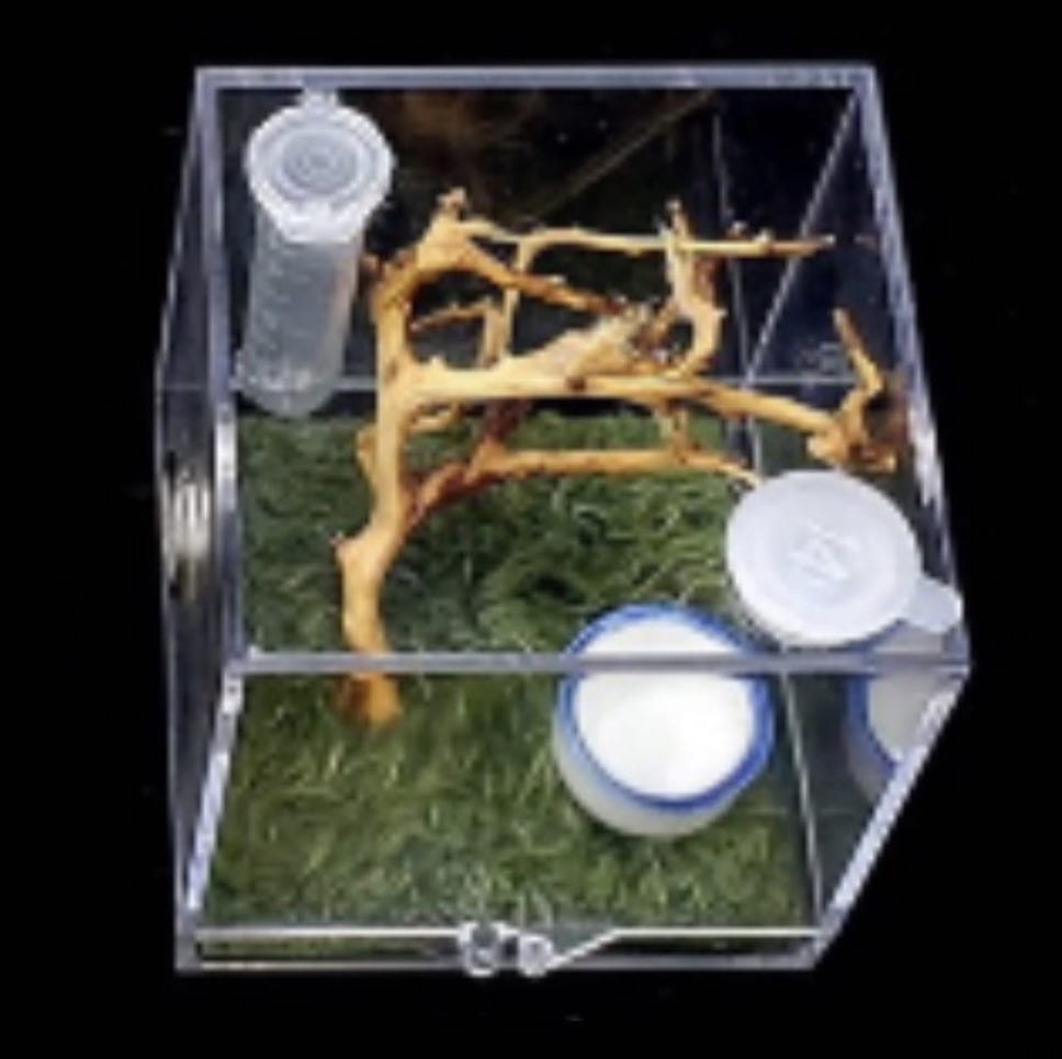 Insect & Reptile Mini Enclosure Cage Terrarium