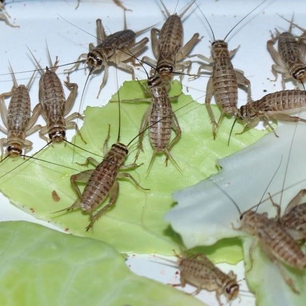 Cricket