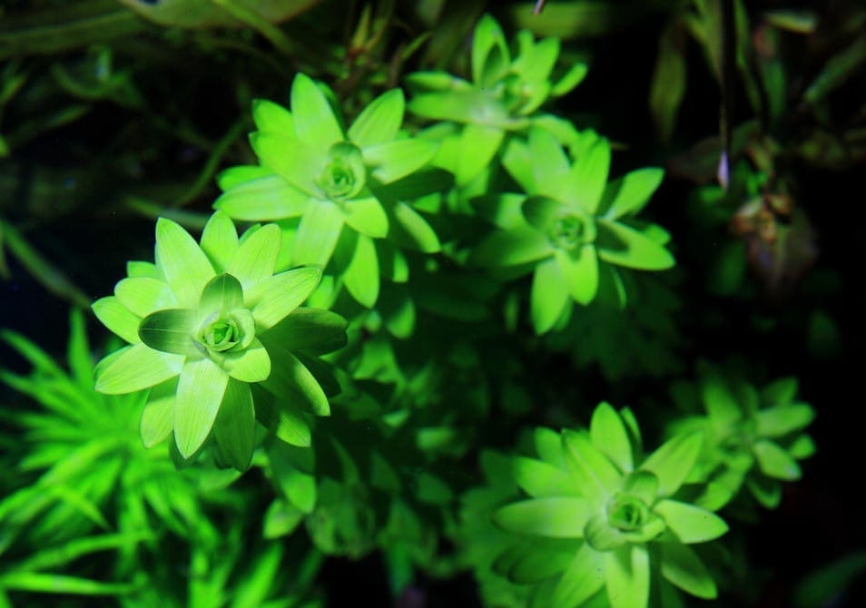 Tonina fluviatilis ''Lotus Blossom''